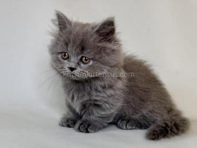 Waldoon Longhair Munchkin Blue Color Short Legs - Munchkin - Gallery Photo #1