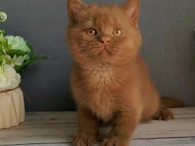 Funtik - British Shorthair - Gallery Photo #1