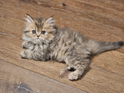 Poppy - Persian - Gallery Photo #1