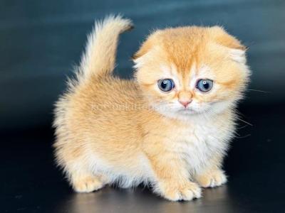 Mini Girl Uxie Golden Scottish Kilt Munchkin Fold - Munchkin - Gallery Photo #1
