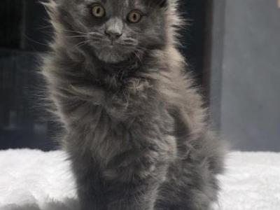 Tink POLYDACTYL - Maine Coon - Gallery Photo #1