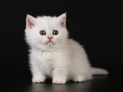 Xevan Short Legs Munchkin Silver Shaded Chinchilla - Munchkin - Gallery Photo #1