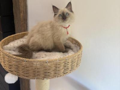 Red Collar - Ragdoll - Gallery Photo #1