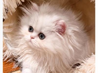 Bellissima - Persian - Gallery Photo #1