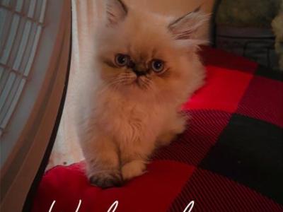 My Persian Girl - Persian - Gallery Photo #1