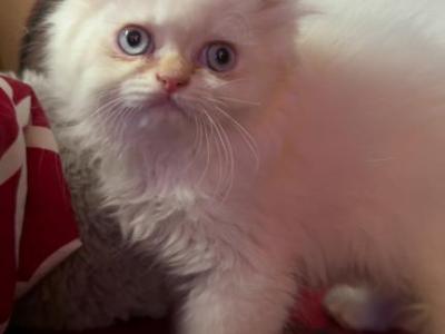 Loving Persian Flame Point Girl - Persian - Gallery Photo #1