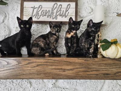 2 Tortoiseshell And 1 Black Kittens - Domestic - Gallery Photo #1