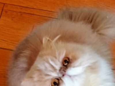 Cfa Cream Bicolor Proven Stud Persian - Persian - Gallery Photo #1