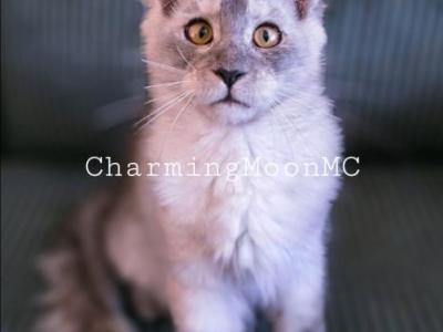 Storm Litter - Maine Coon - Gallery Photo #1