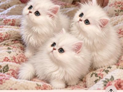 Spunky Shaded Silver Beauties - Persian - Gallery Photo #1