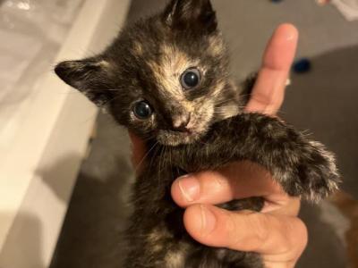 Reze Babies - American Shorthair - Gallery Photo #1