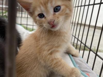 Missy Kitty Litter - Domestic - Gallery Photo #1