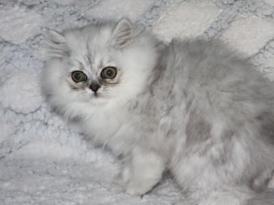 Asher - Persian - Gallery Photo #1