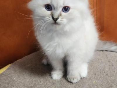 Hermoine - Siberian - Gallery Photo #1