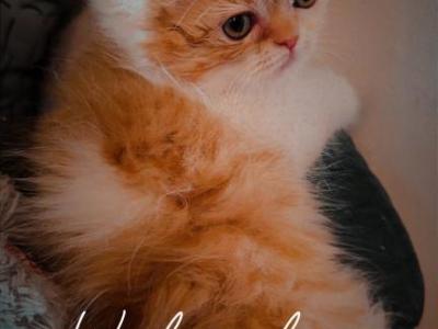 My Orange White Persian Baby Girl - Persian - Gallery Photo #1