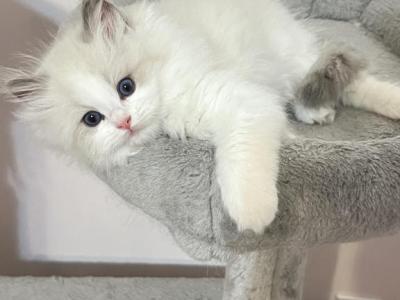 Luna - Ragdoll - Gallery Photo #1