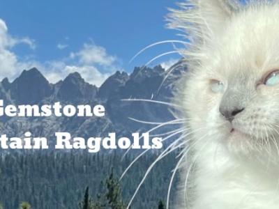 Gemstone Mountain Ragdolls - Ragdoll - Gallery Photo #1