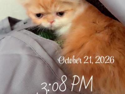 My Sweet Orange And White Persian - Persian - Gallery Photo #1