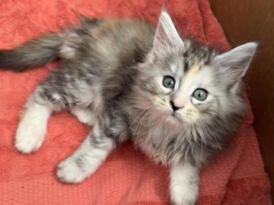 Rainbow - Maine Coon - Gallery Photo #1
