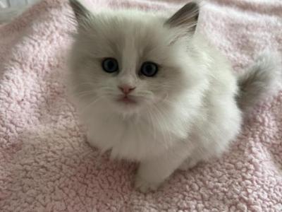 Aphrodite - Ragdoll - Gallery Photo #1