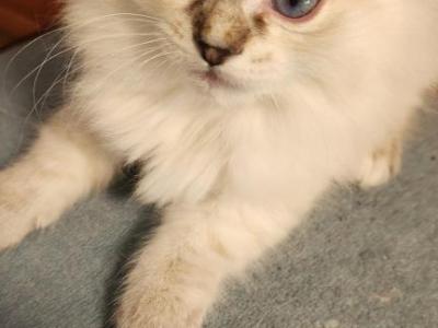 Hyacinth - Siberian - Gallery Photo #1