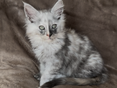Mousy - Maine Coon - Gallery Photo #1