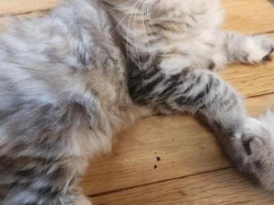 Hester - Siberian - Gallery Photo #1