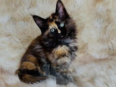 Shazam - Maine Coon - Gallery Photo #1