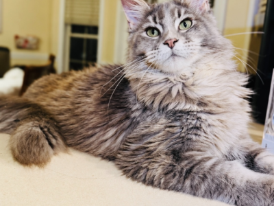 Tortie Female - Maine Coon - Gallery Photo #1