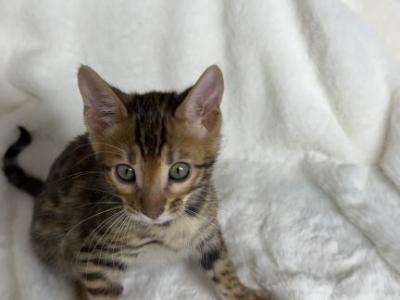 Ruby Blaze - Bengal - Gallery Photo #1