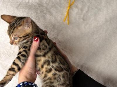 Golden Citrine - Bengal - Gallery Photo #1