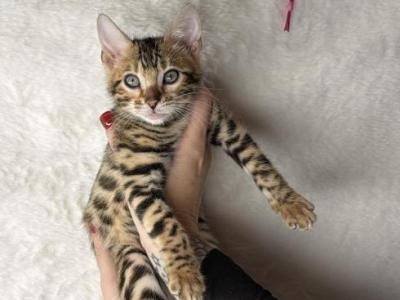 Rose Quartz - Bengal - Gallery Photo #1