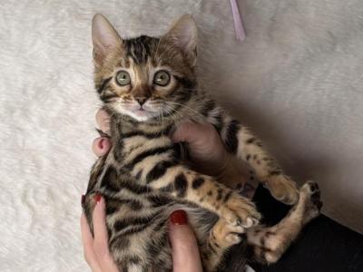 Lavender Sapphire - Bengal - Gallery Photo #1