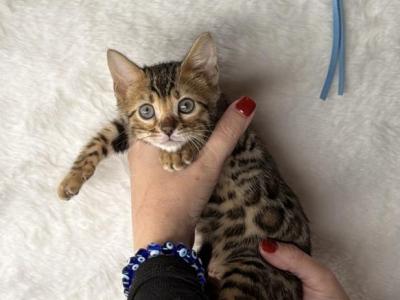 Aquamarine Tide - Bengal - Gallery Photo #1