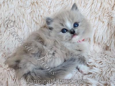 TICA Blue Mitted Mink Cherubim Ragdoll Boy - Ragdoll - Gallery Photo #1