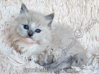 TICA Blue Mitted Mink Cherubim Ragdoll Girl - Ragdoll - Gallery Photo #1