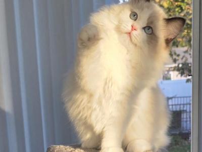 Blueberrydolz Haven - Ragdoll - Gallery Photo #1