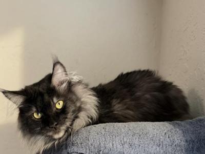 Stud Storm - Maine Coon - Gallery Photo #1