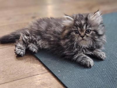 Little Debbie - Persian - Gallery Photo #1