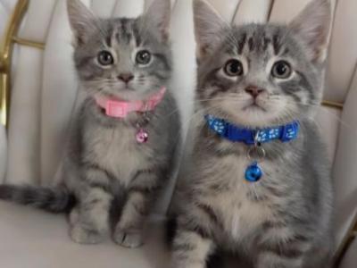 Beautiful Kittens - American Longhair - Gallery Photo #1