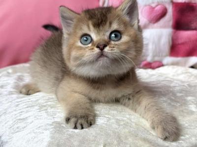 British Inti - British Shorthair - Gallery Photo #1