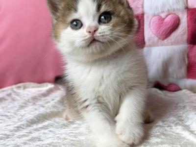 British Iriska - British Shorthair - Gallery Photo #1