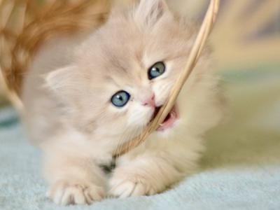 British April - British Shorthair - Gallery Photo #1