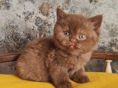 British Barney - British Shorthair - Gallery Photo #1