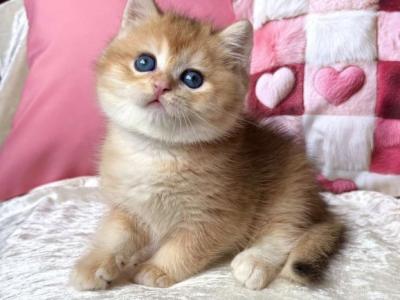 British Fantic - British Shorthair - Gallery Photo #1