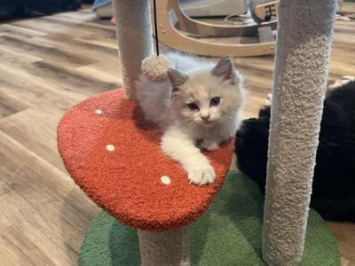 Prince Charmingg - Ragdoll - Gallery Photo #1