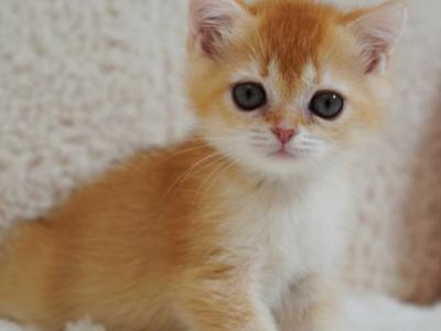 British Xanthe - British Shorthair - Gallery Photo #1