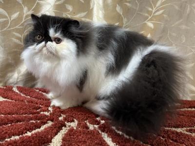 CFA Black & White Female - Persian - Gallery Photo #1