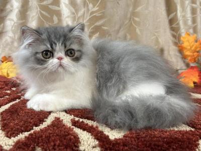 CFA Blue Silver Tabby & White Male - Persian - Gallery Photo #1