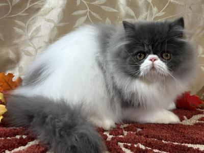 CFA Blue & White Male - Maine Coon - Gallery Photo #1